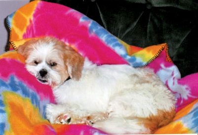 Adoption Stories: Stray Dog Captured Hearts of Couple Image